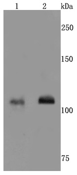 NMDAR1 Antibody