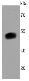 FOXA2 Antibody