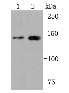 FGFR2 Antibody