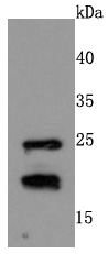 Rac1-2-3 Antibody