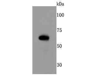 RPE65 Antibody