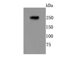 mGluR1 Antibody