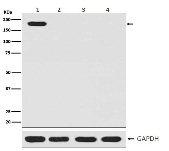 CRISPR-Cas9 SP Antibody