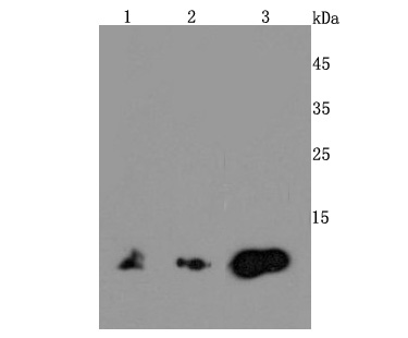 MIF Antibody