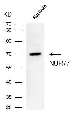 NUR77 Antibody