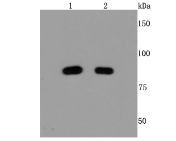 Mre11 Antibody