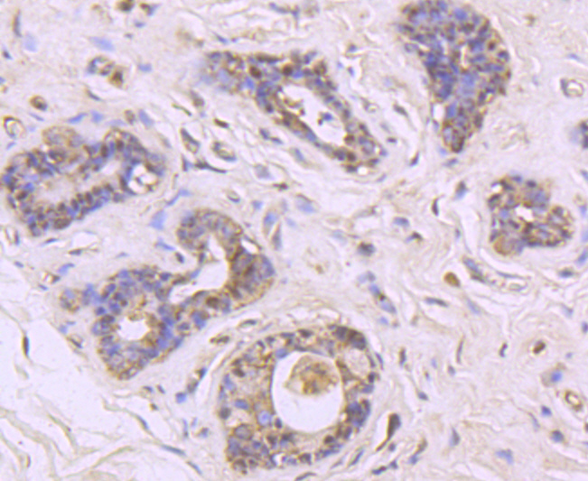 MUC2 Antibody
