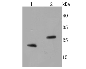 BNIP3 Antibody