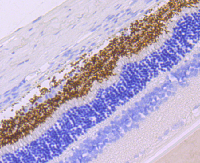 Rhodopsin Antibody