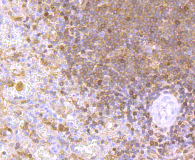 NFAT1 Antibody