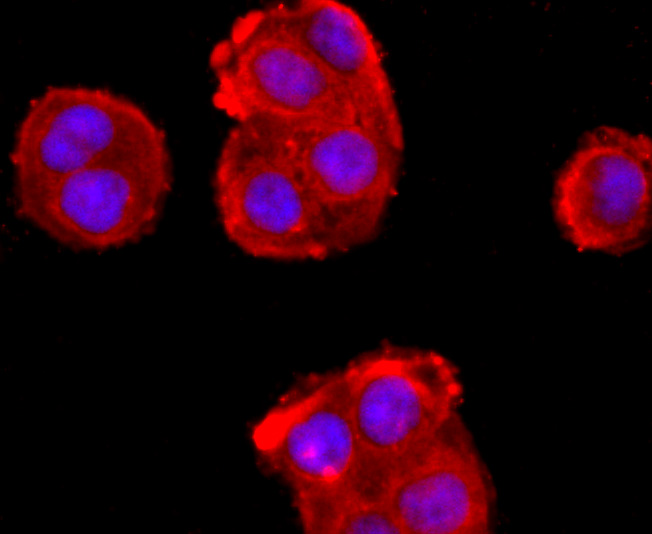 ADFP Antibody