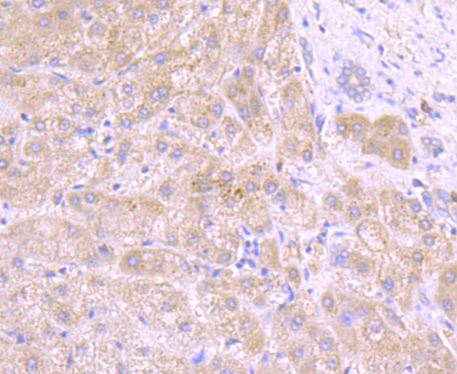 Tyrosinase Antibody