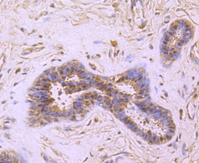 PRMT1 Antibody