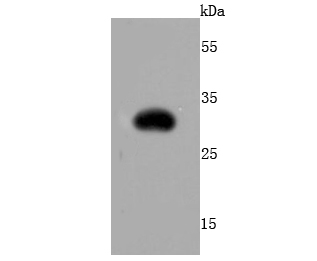 RFP Antibody