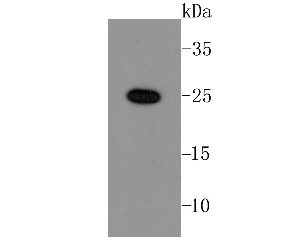 Lin28 Antibody