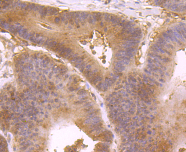 IL4 Antibody