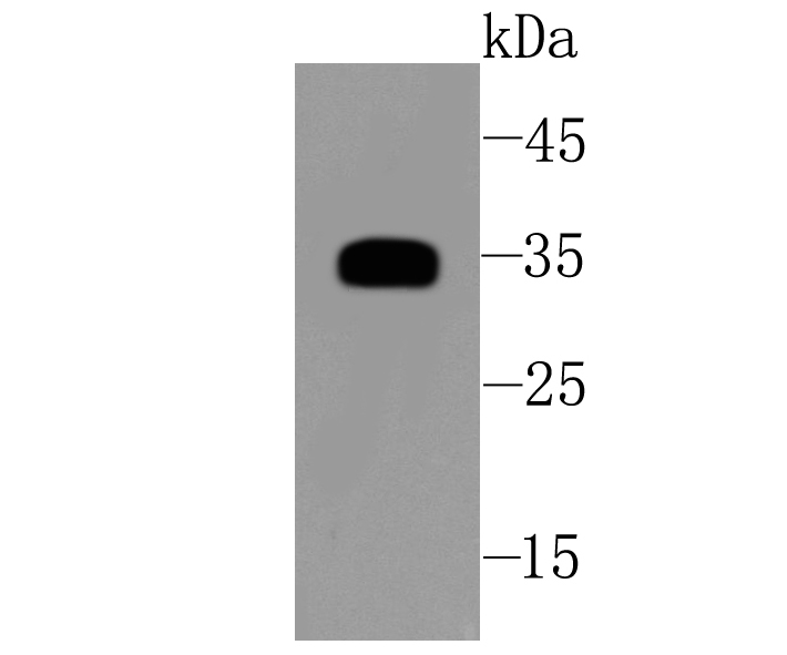 SFRP1 Antibody