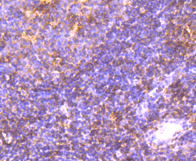 Integrin alpha 4 Antibody