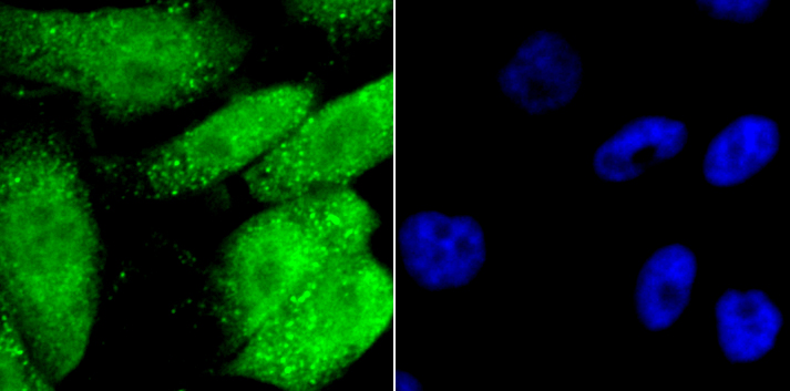 GATA4 Antibody