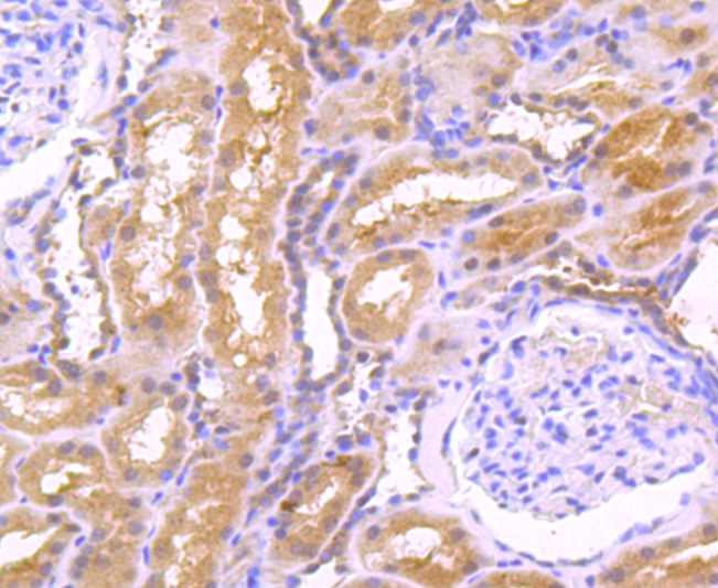 EGF Antibody