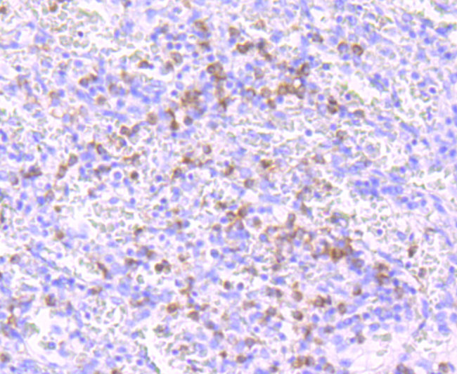 Noxa Antibody