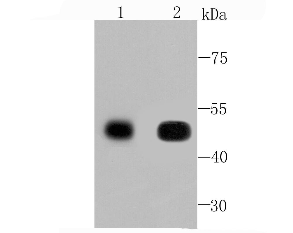 CaMKII delta Antibody