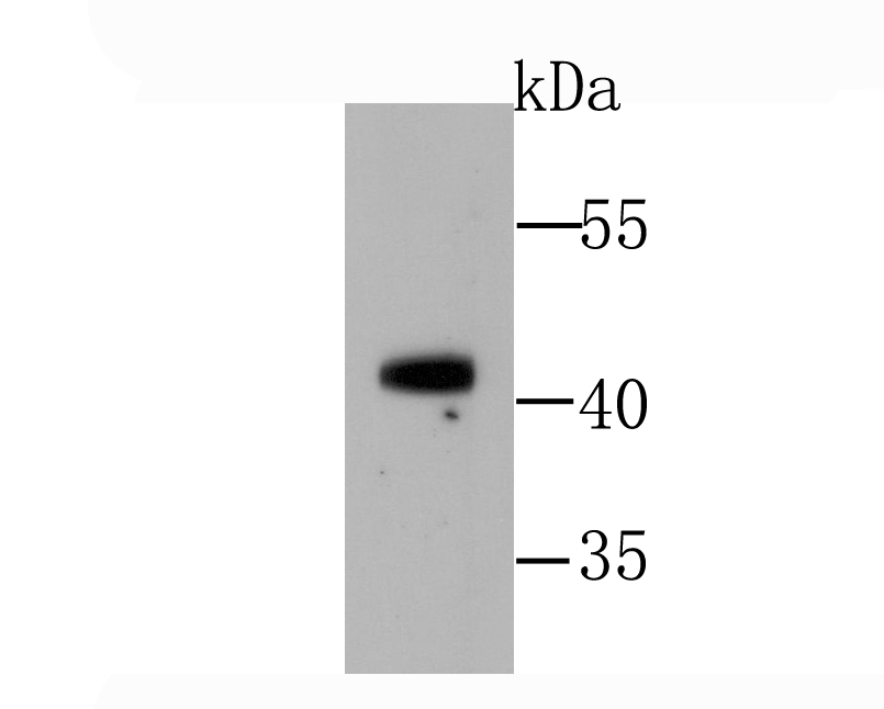 GATA1 Antibody