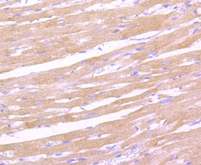 Leptin Receptor Antibody