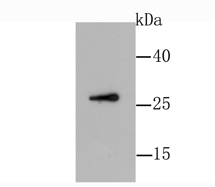 GDNF Antibody