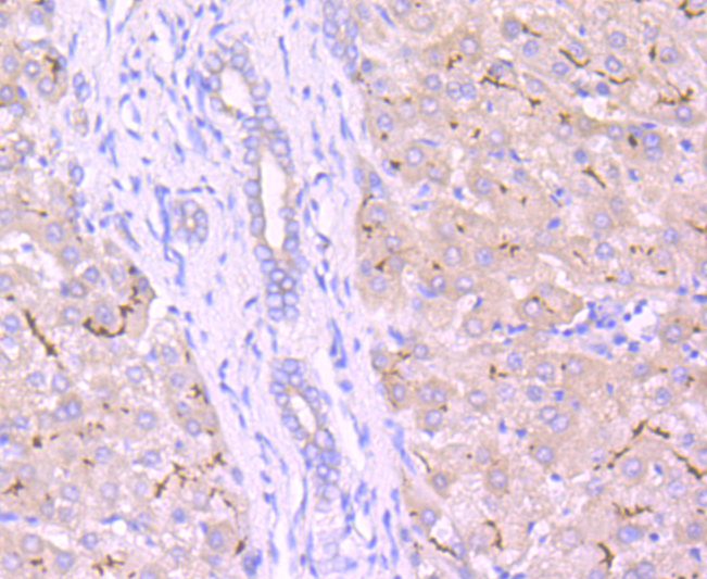 MRP2 Antibody