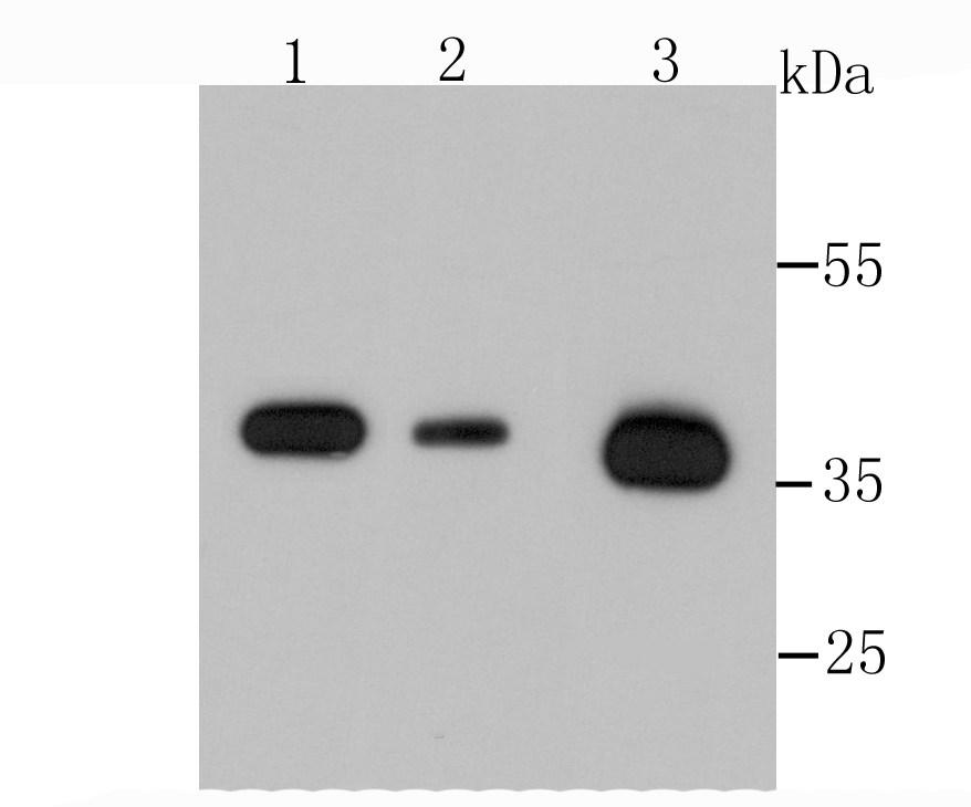Annexin A2 Antibody