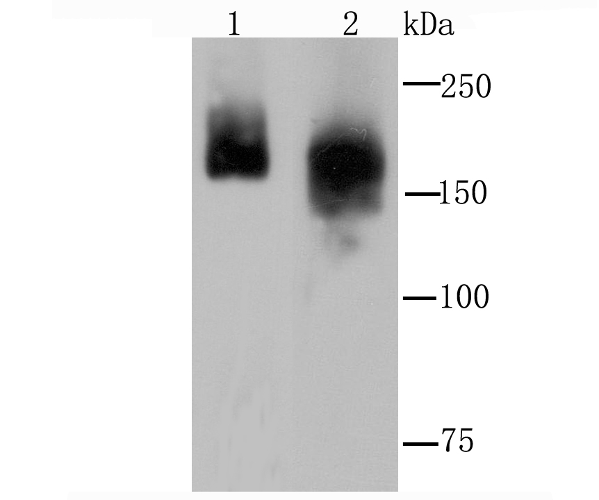 Clathrin heavy chain Antibody