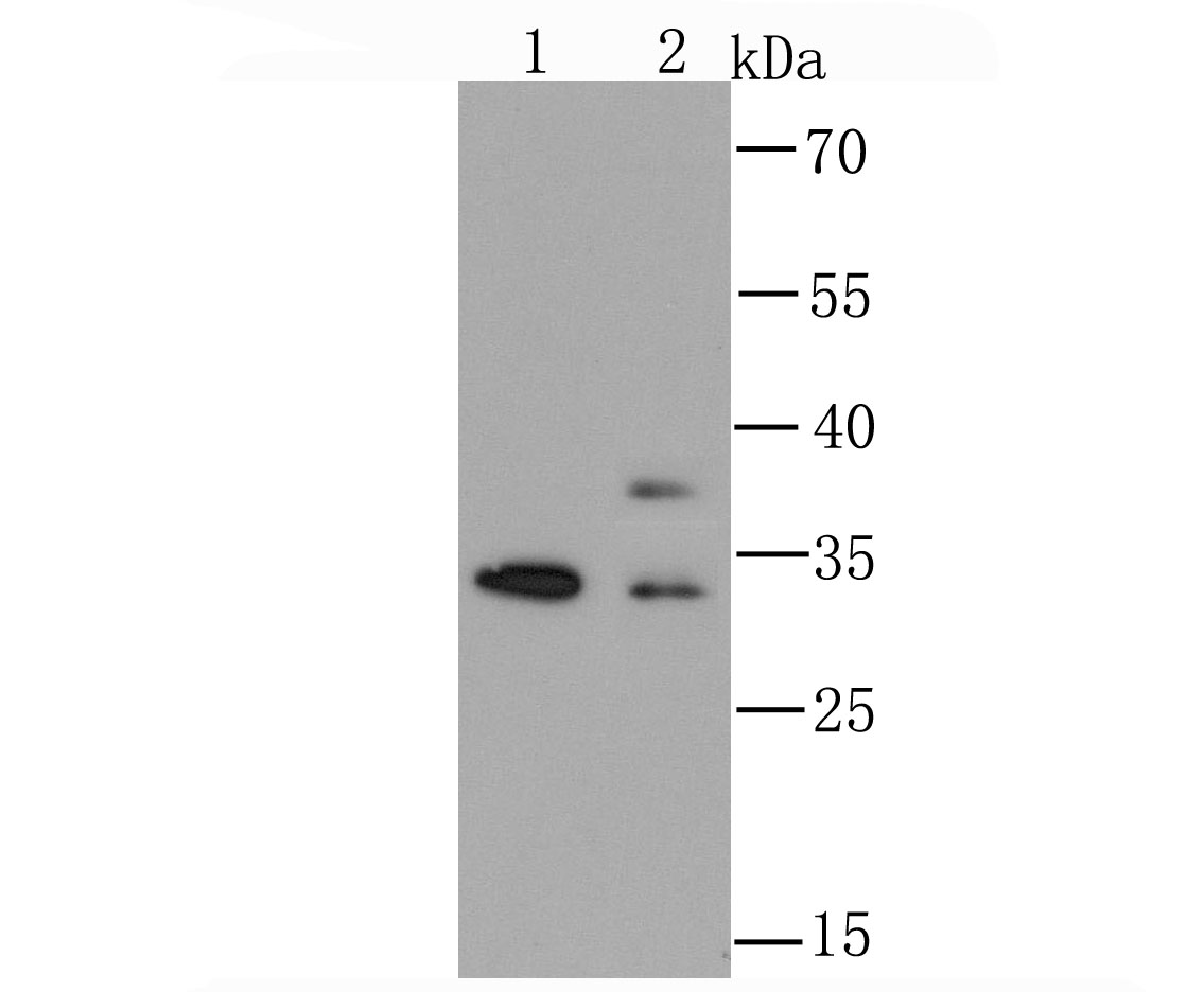 hnRNP A1 Antibody