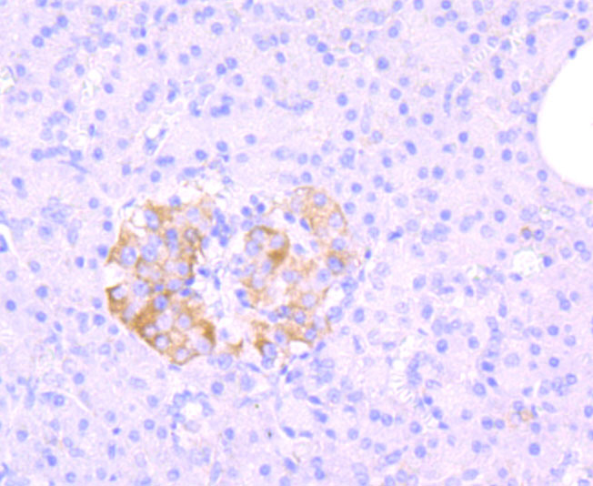 MRP1 Antibody