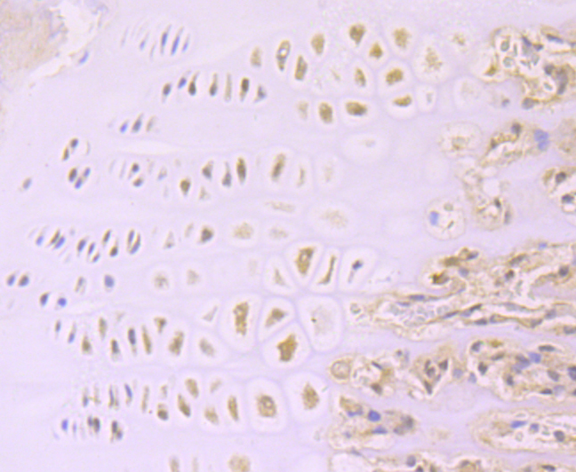 Aggrecan Antibody