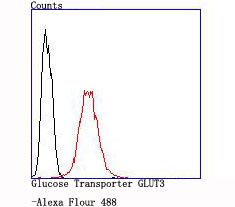 Glucose Transporter GLUT3 Antibody