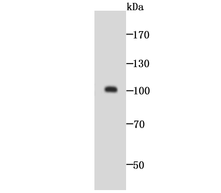 GOLPH2 Antibody