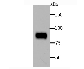 Periostin Antibody