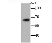 CDT1 Antibody