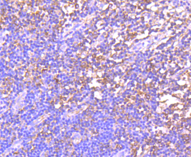 GCN2 Antibody