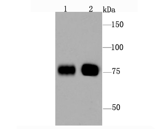 Bag3 Antibody