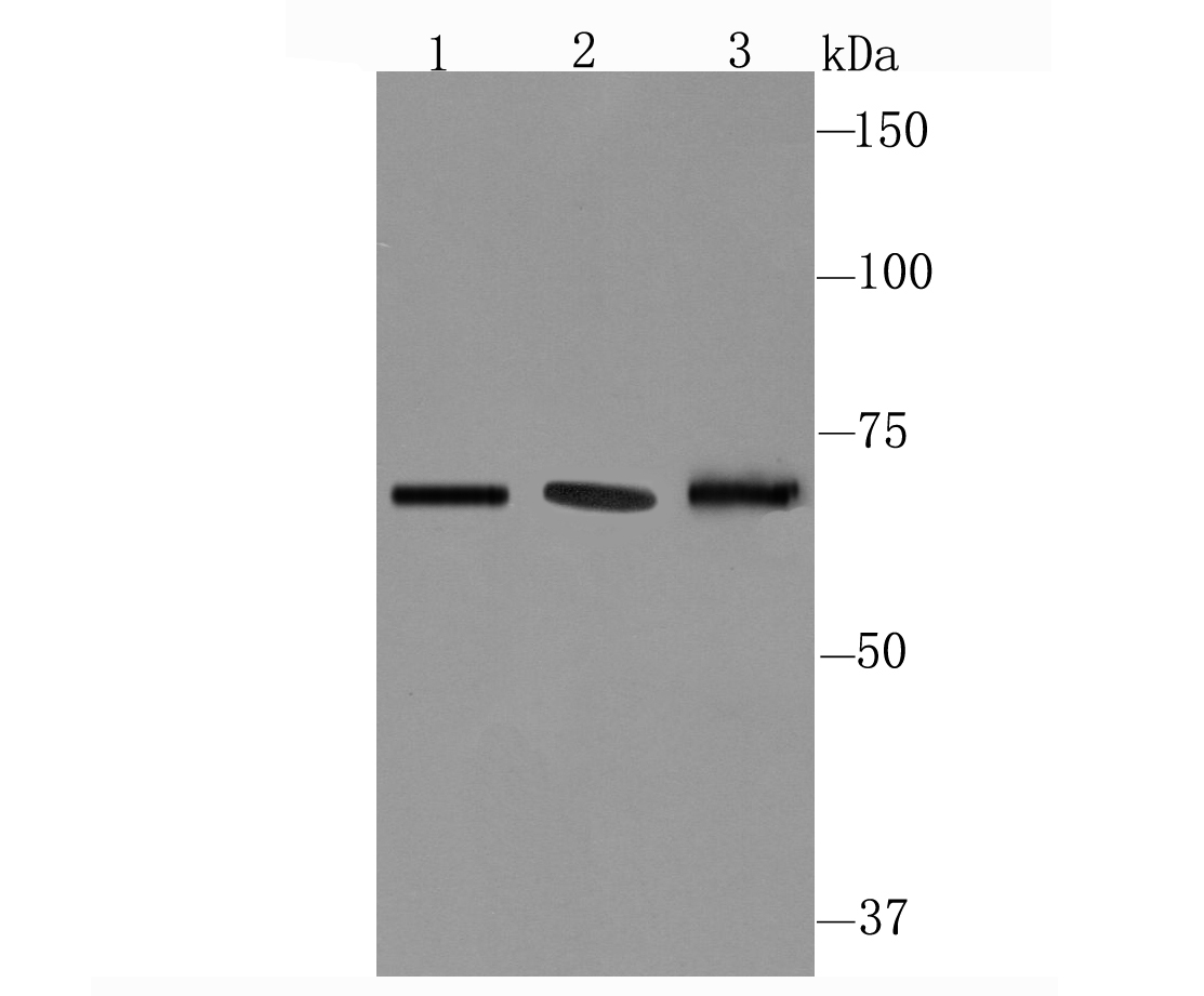 CD39 Antibody