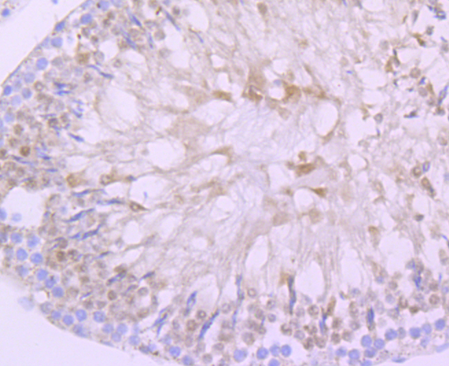 DAZL Antibody