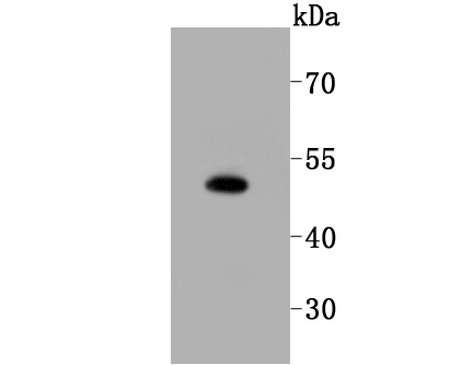 SPHK1 Antibody