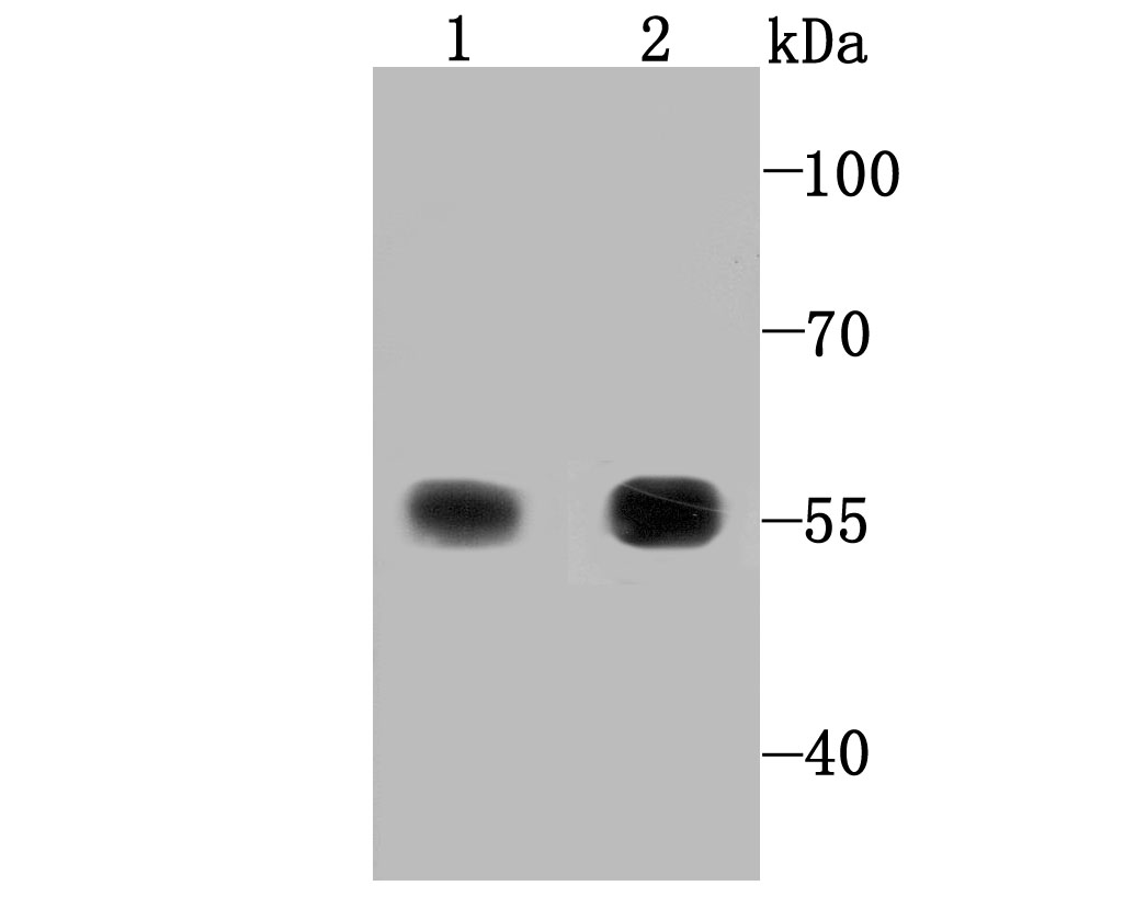 TXNRD1 Antibody
