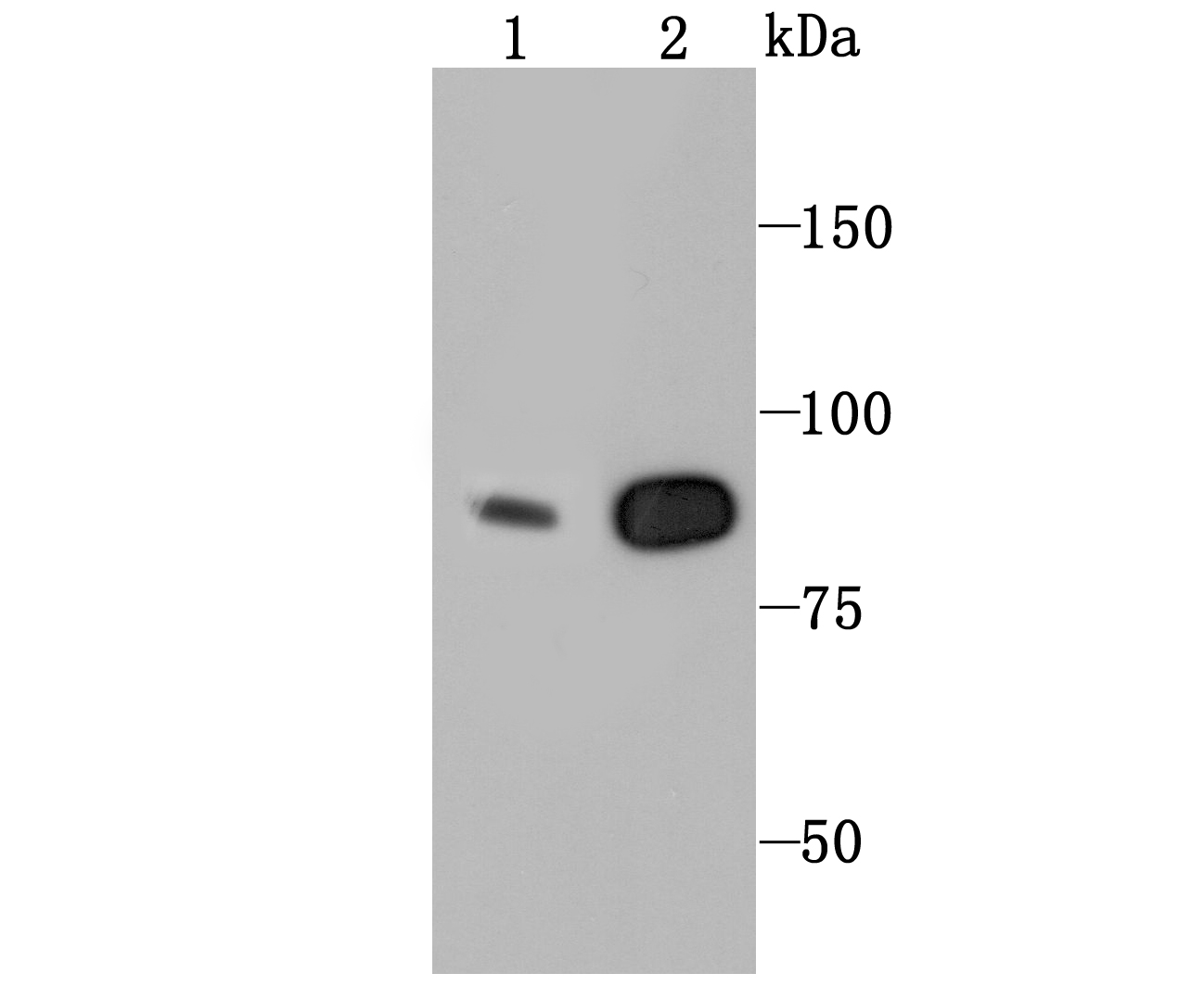 CLOCK Antibody
