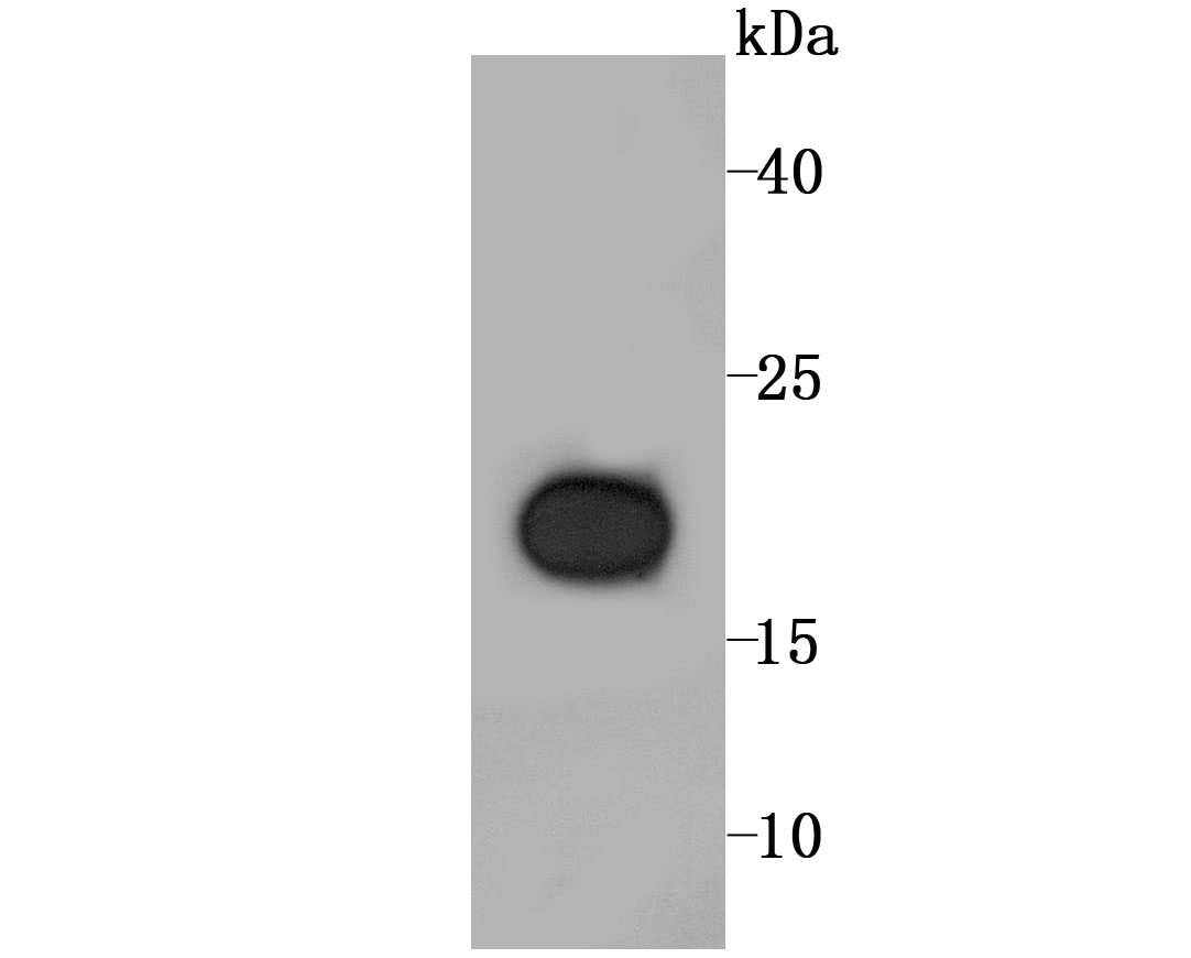 RBP4 Antibody