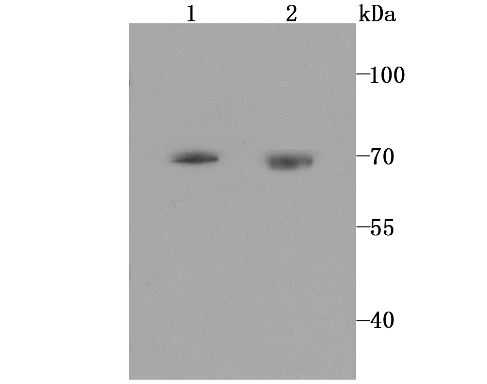 5HT2C Receptor Antibody
