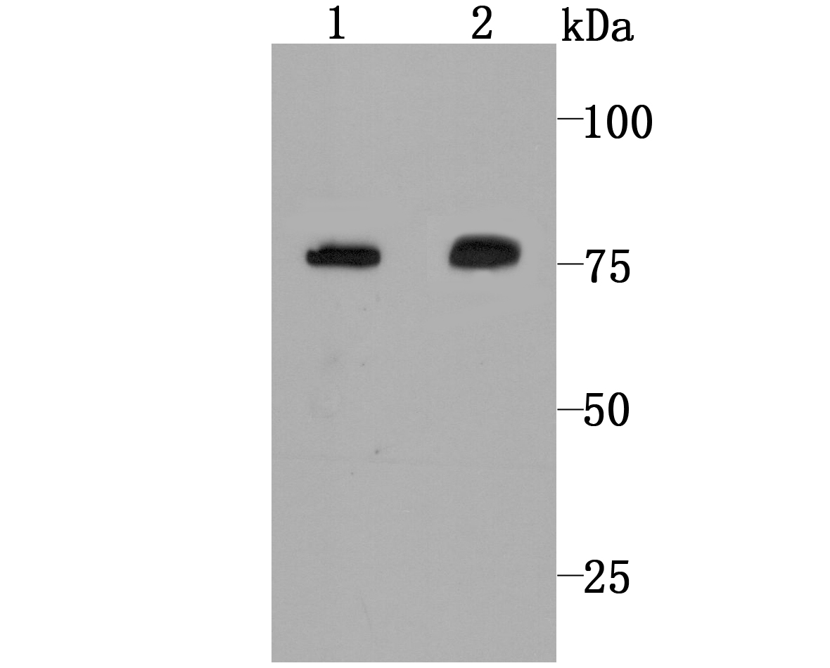 Calpain 2 Antibody
