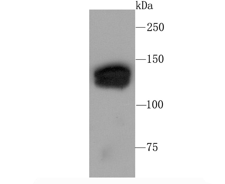 mSin3A Antibody